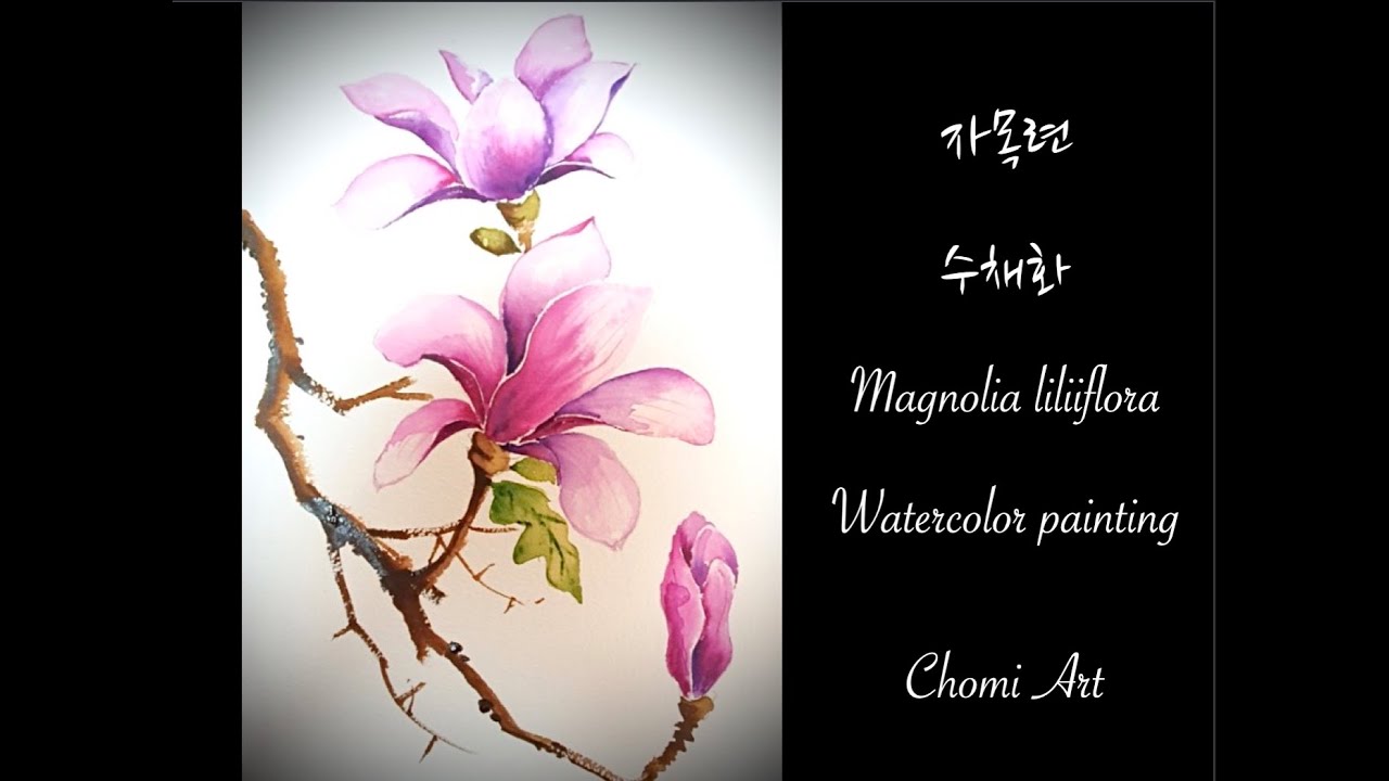 [초미아트] 수채화 : 자목련 / Magnolia liliiflora [watercolor painting]