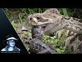 Rattlesnake Eats Alligator 01 Footage