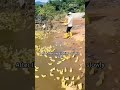 Military Duck Camp Is Actually Real… 🦆💀 #catmemes