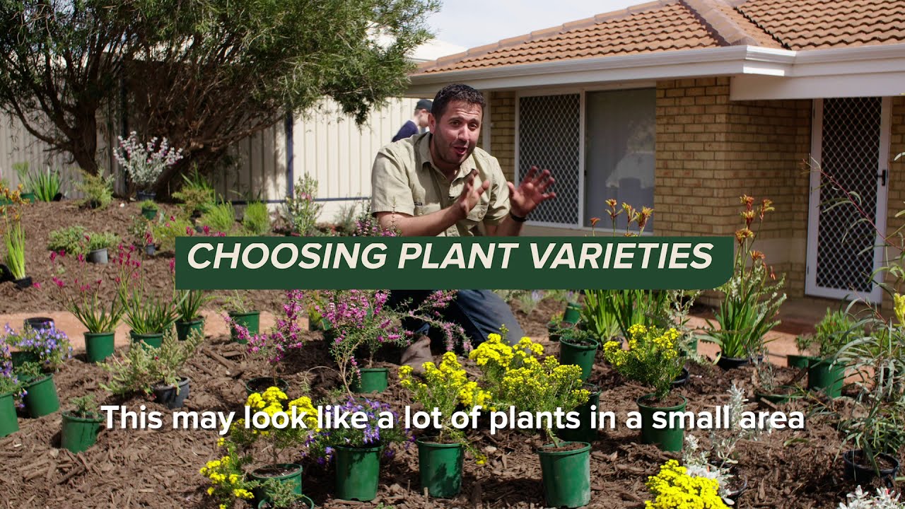 Choosing native plant varieties | Native Garden Makeover Series |  Nativ by Plantrite