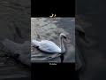 💖.....🥀.....🫶🏻.....✨