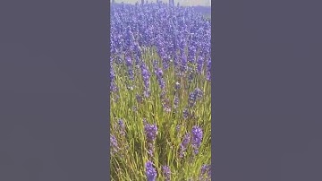Thumbnail of Cotswolds Lavender fields.
