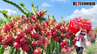 The Most Modern Agriculture Machines That Are At Another Level, How To Harvest Dragon Fruits In Farm