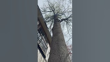 Felling A Tulip Poplar Tree With Ms 661 #arbortec #arbpoevo2 #pfanner #stihl #lumberjack #treelife