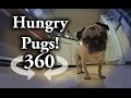 Funny Pugs eating breakfast: VR Interactive Video