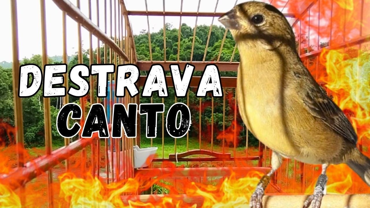 Melhor Piado de fêmea de papa capim para Foguear Papa capim tui tui com Piado de fêmea de papa-capim