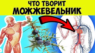 Что творит МОЖЖЕВЕЛЬНИК с организмом человека? Полезные и лечебные свойства можжевельника