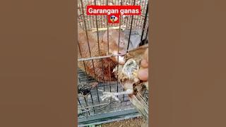 garangan ganas makan burung#shorts