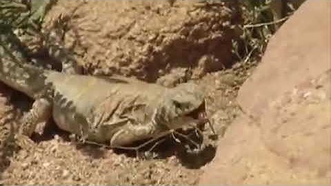 Best of porcupine save Lizard from king cobra snake Attack /python vs porcupine- save animal