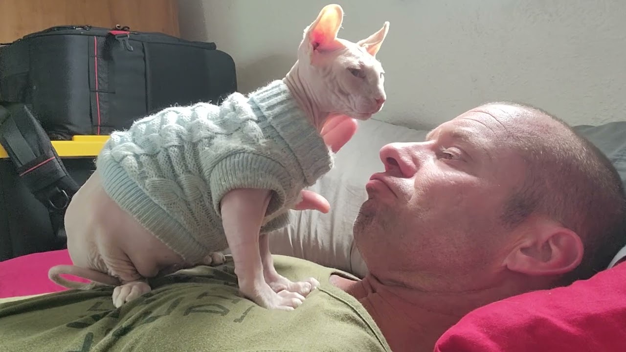 Faith "Face" Mountains | Sphynx kitten licking owner