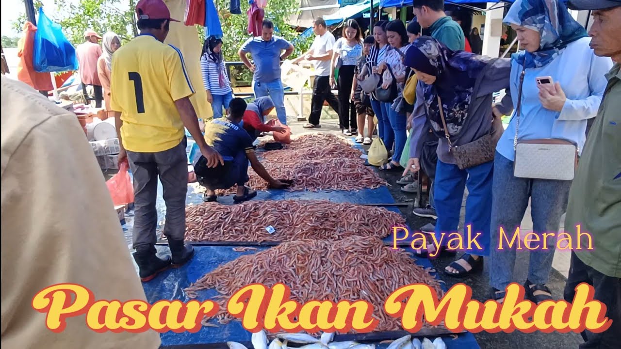 Pasar Ikan Mukah Dilanda Payak Merah Dan Ikan Lumek Segar
