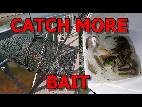 HOW TO Make Your Minnow Trap BETTER! (Catching More Bait for my