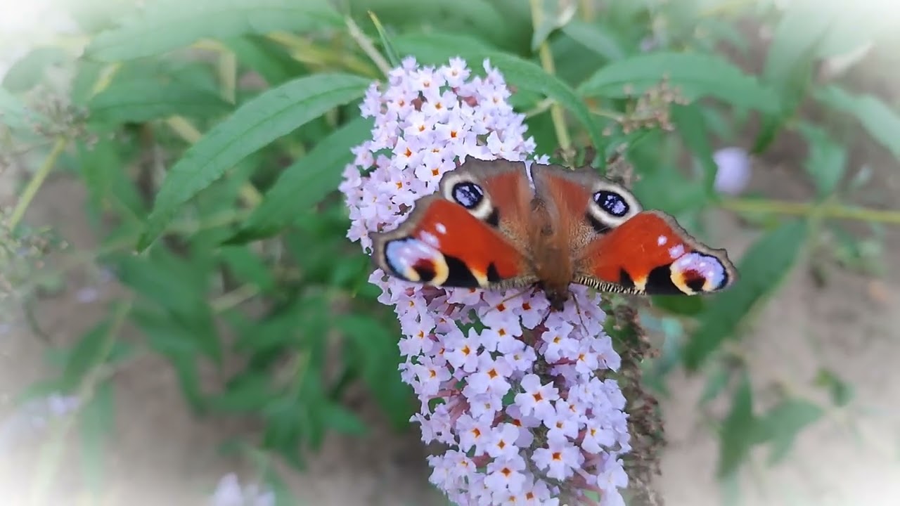 Сонцевик Павиче око на Будлеї Давида