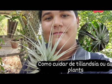 Vídeo: Tillandsia (41 Fotos): Cuidar Una Flor A Casa. Descripció De Tillandsia Usneiforme I Blava, De Flors Violetes I Altres Espècies