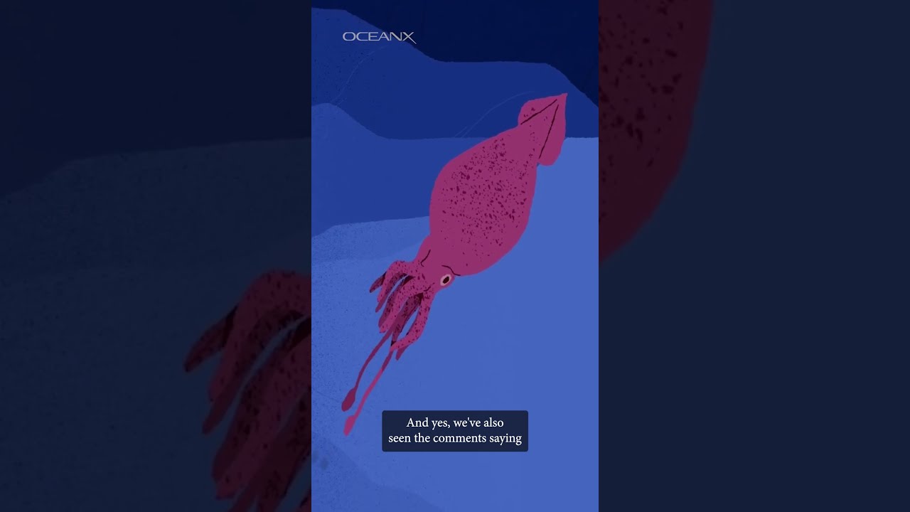 Why Hasn T The Colossal Squid Been Filmed Before 