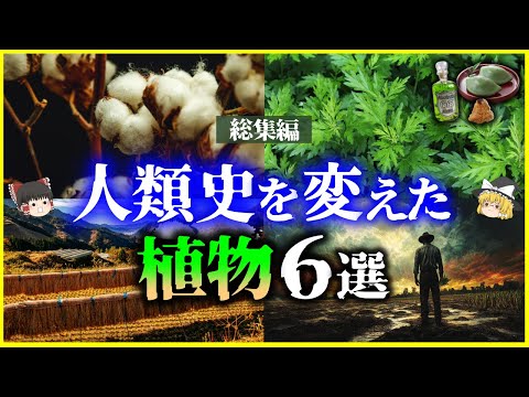 【ゆっくり解説】人類史を変えたヤバい「植物」6選まとめ【総集編】綿花、ゴムの木、米、農耕　他＜作業用＞＜睡眠用＞