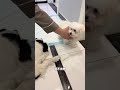 傲娇学生来啦！  #边牧#动物#萌宠#宠物#animals#dogs#funny#cute