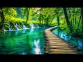 Relaxing music for stress relief anxiety and depressive states  heal mind body and soul