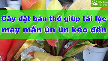Cây cảnh đặt trên bàn thờ giúp tài lộc may mắn ùn ùn kéo đến