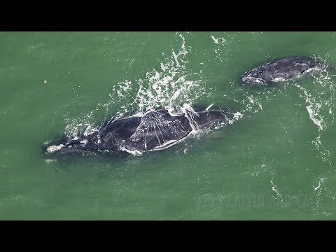 The Clearwater Marine Aquarium Right Whale Conservation Program actively monitors North Atlantic right whales during calving season. This research work is done through aerial surveys designed to mitigate collisions with vessels and document reproductive rates, as well as provides scientific data to marine decision-makers on conserving the species.
