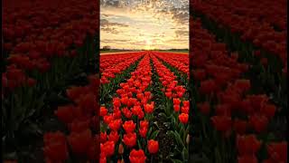 POV: You Discover a Hidden Flower Field at Sunset 🌸 #shorts #travel