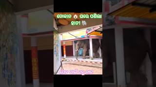 ଦୋକାନ 🏠 ଘରେ ପଶିଲା ହାତୀ 🐘 #ytshorts #animals #elephant #ହାତୀ #odisha #viralreels #viral