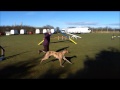 Galgos doing agility to make you grin!