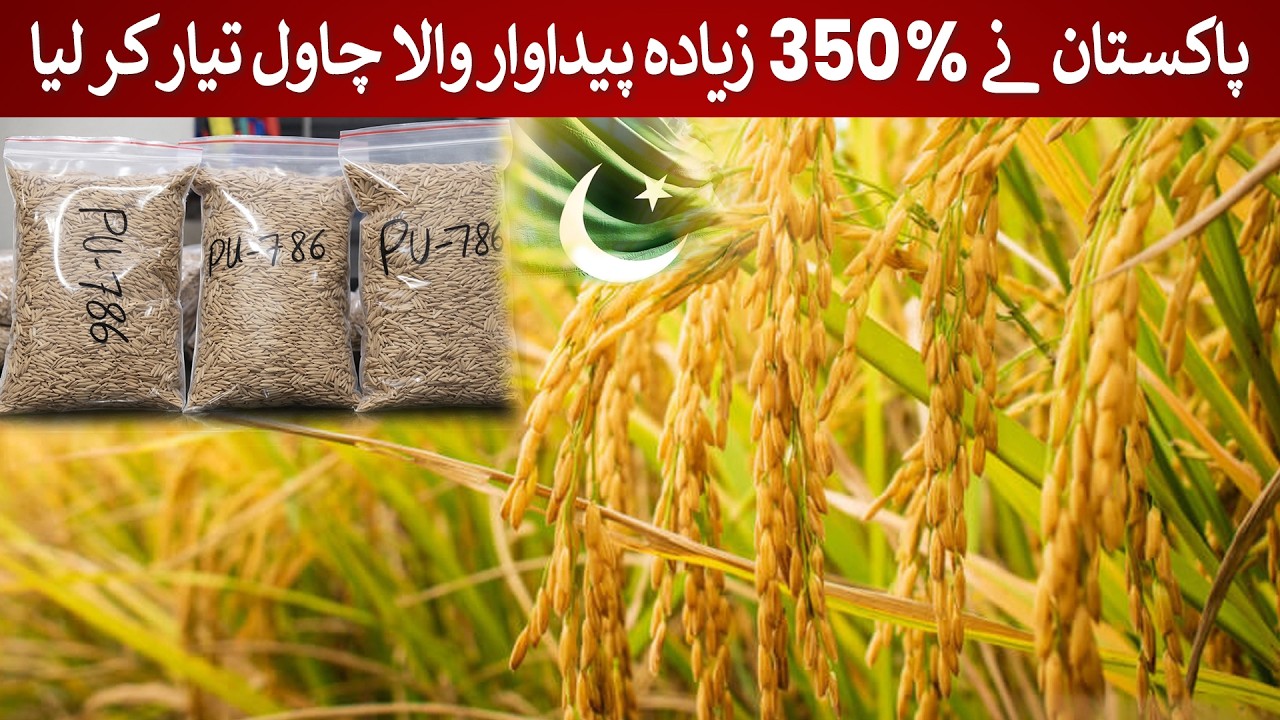 Pakistan has produced 350% higher yield of rice | Rich Pakistan
