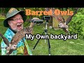 Barred owls in ohio  backyard  snake eating owls  female  babies  owl boxes  gerold  becky