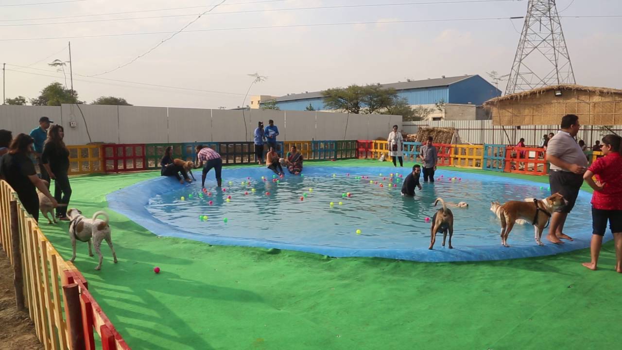 Peppy Paws pet resort