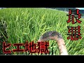 【ヒエ取り】久しぶりに田んぼ行ったら大変なことに！ヒエ取ってみました