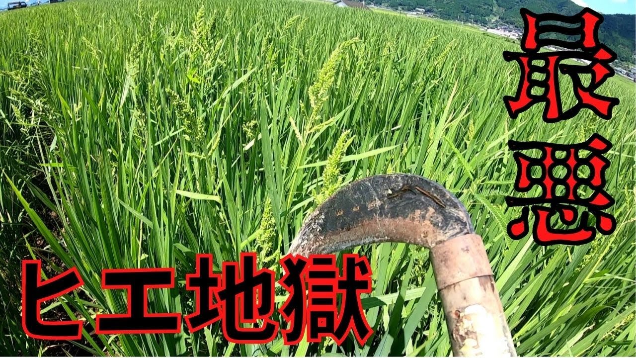 ヒエ取り 久しぶりに田んぼ行ったら大変なことに ヒエ取ってみました Youtube