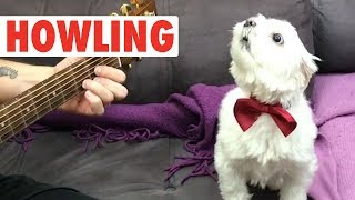 Howling Howlers | Funny Pet Video Compilation