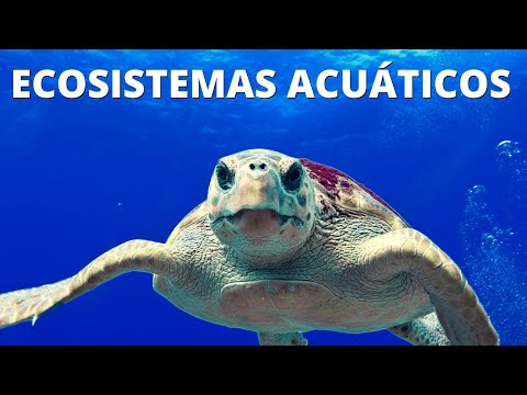 Vídeo: Estos Muchachos Surfean Algunas De Las Características Acuáticas Más Divertidas De La Tierra