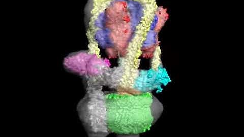 V-ATPase, subunits fitted new model
