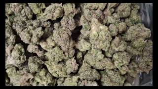 Cheapest THCA Pounds in the Industry | Indoor, Light Dep & Light Assist Explained