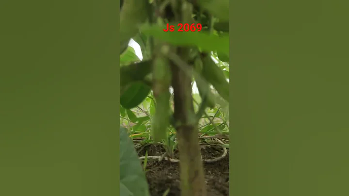 best Soyabean variety #agriculture #kisan #soyabean #khetibadi