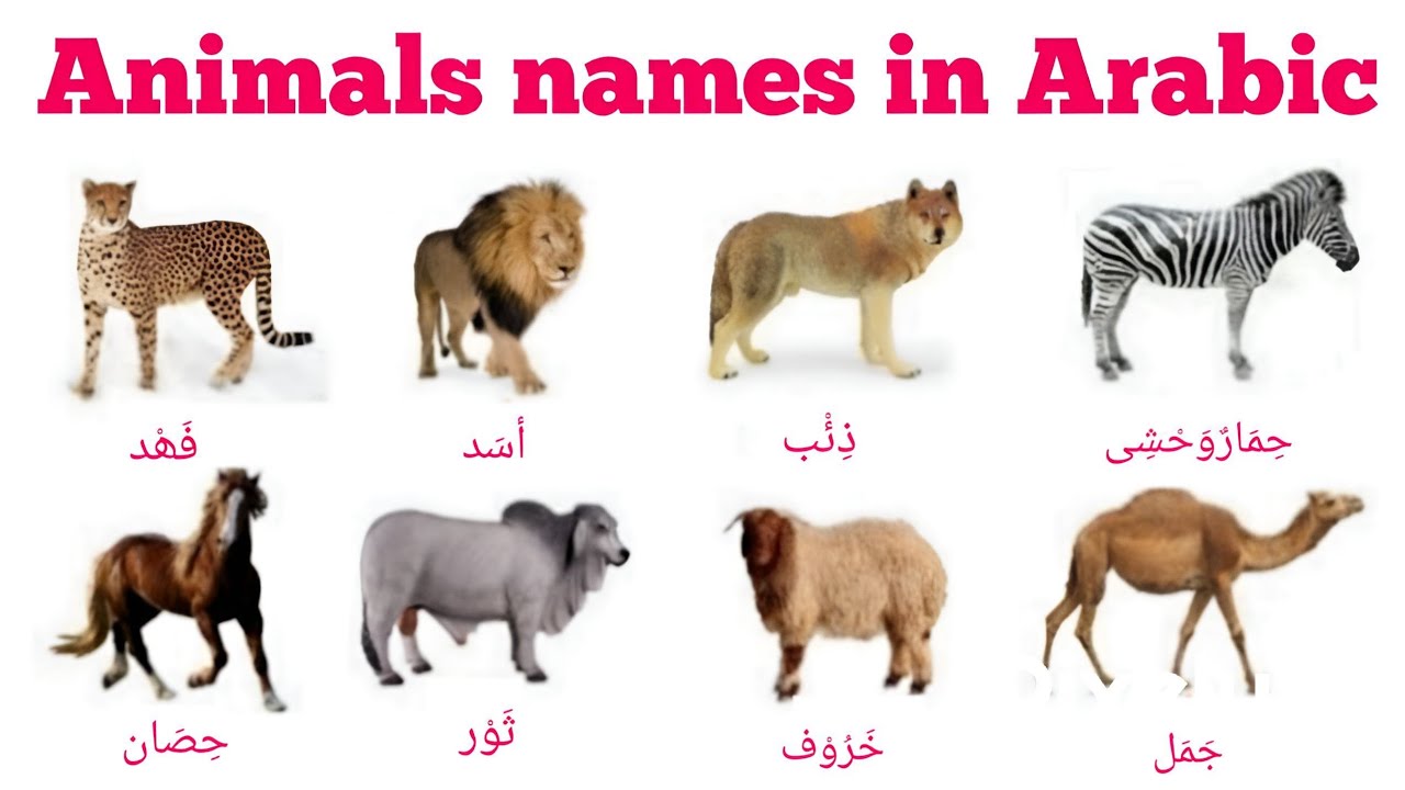 Animals names in Arabic || Arabic mein janwaro ke names || Asma ul  hayawanaat || أسماءالحیوانات || - YouTube