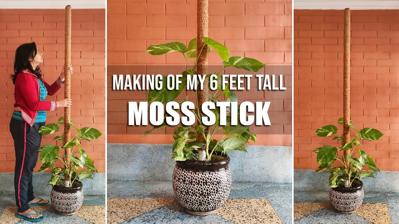 Making of 6 Feet Tall Moss Stick for My Big Leaf Money Plant (Pothos