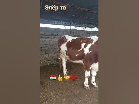 #сментал #сементал #smental - YouTube
