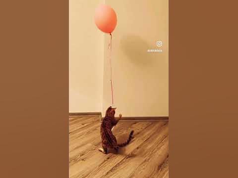 Летающий бенгал - YouTube