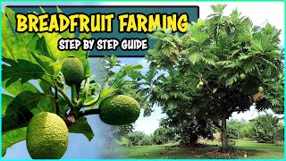 Breadfruit Farming | How to grow Breadfruit Tree