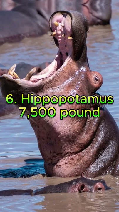 what-is-the-heaviest-animal-in-the-world-animals-big-cuteanimals