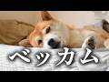 どこかで見たことがあると思ったらまさかの・・・