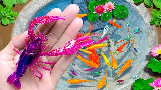 Wow Unbelievable Catching Koi in Tiny Pond, Ranchu Fish, Crayfish, Arhat Fish,Koi | Fishing Video