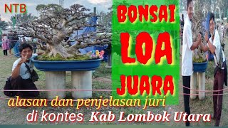 Bonsai LOA juara#kontes bonsai#penjelasan bonsai juara#atahar bonsai