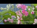 ハナカマキリ、幼虫と成虫　Orchid mantis nymph and adult flying