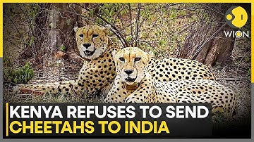 India Cheetah Translocation: South Africa Pauses India