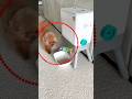 勝手にご飯を食べる犬