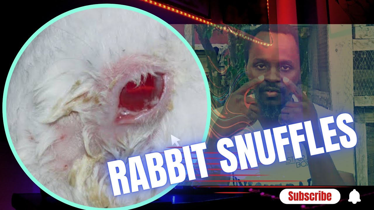 RABBIT SNUFFLES; SYPTOMS 'N SOLUTION YouTube